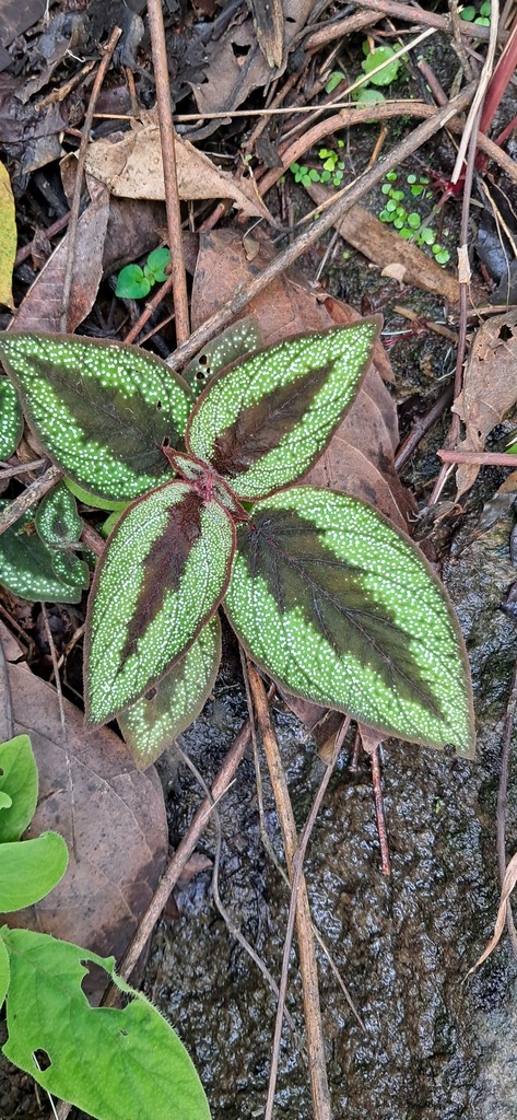 Sonerila sp. Mamei - KZT PLANTS STORE