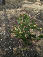 Opuntia puberula
