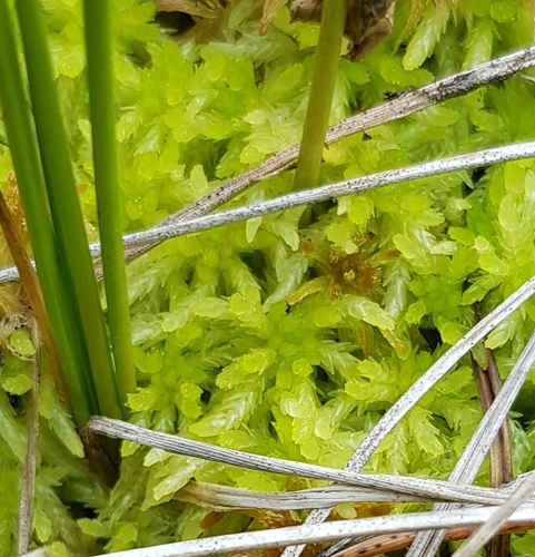 Sphagnum aongstroemii, 2024-08-16