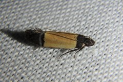 Anacampsis coverdalella