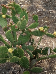Opuntia puberula