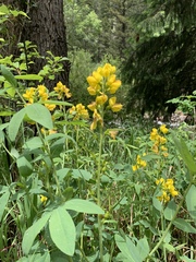 Thermopsis montana