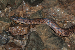 Atractus