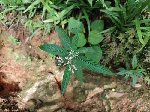 Knoxia sumatrensis iNat (2)