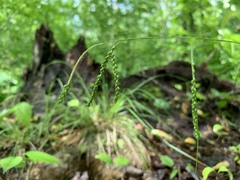 Carex gracillima