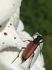 Anastrangalia dubia