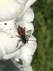 Anastrangalia dubia