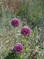 Allium ampeloprasum