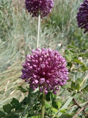 Allium ampeloprasum
