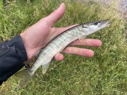 Tiger Muskellunge