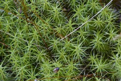 Polytrichum pallidisetum