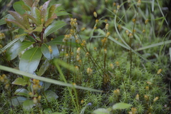 Polytrichum pallidisetum