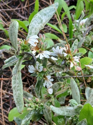 Image of Grey Scaevola (Scaevola canescens) by (c) naturewatchwidow, some rights reserved (CC BY)