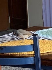 Pycnonotus nigricans