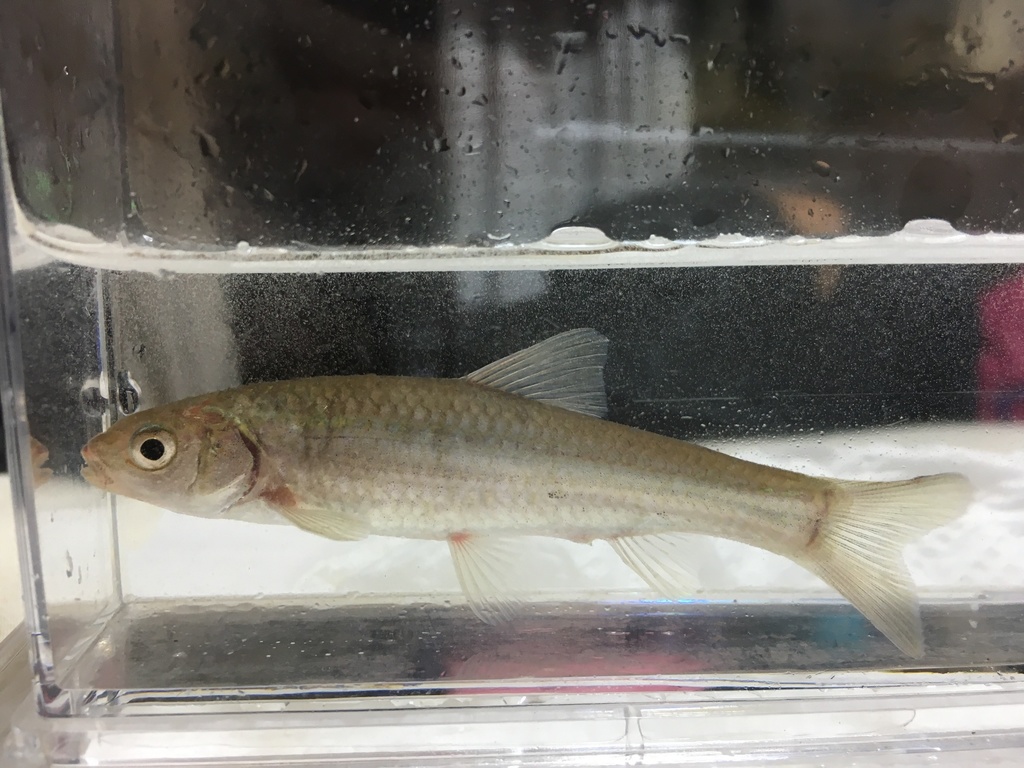Field Gudgeon