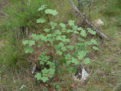 Acer granatense