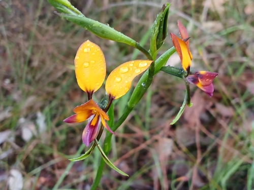 Image of Diuris magnifica by (c) Leon Perrie, some rights reserved (CC BY)