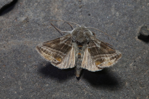 Euchalcia modestoides