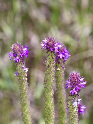 Image of Verbena macdougalii by (c) Michelle W. （鍾偉瑋）, some rights reserved (CC BY)
