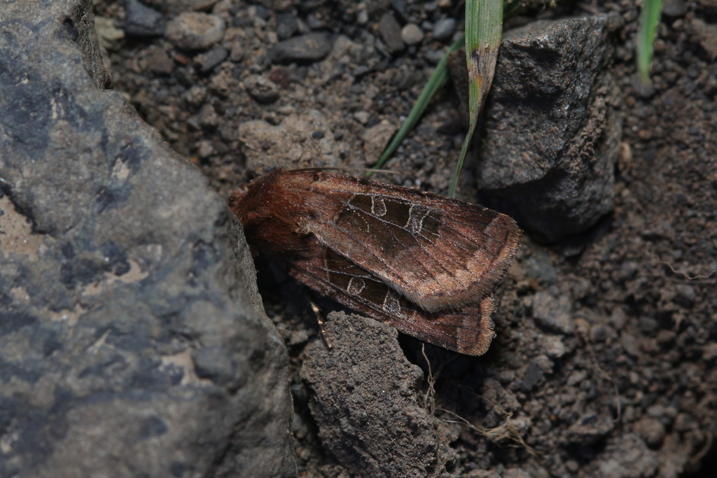 Chersotis cryptocuprea