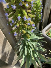 Echium webbii