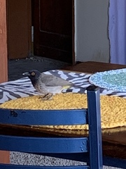 Pycnonotus nigricans