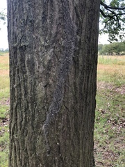 Thaumetopoea processionea