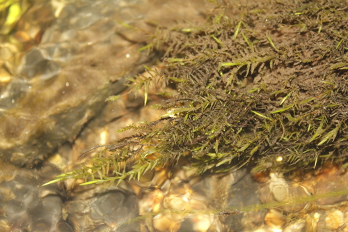 New England Willowmoss (Fontinalis novae)
