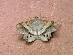 Chiasmia avitusaria