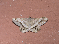 Chiasmia avitusaria
