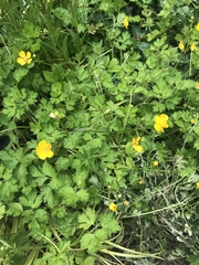 Ranunculus repens