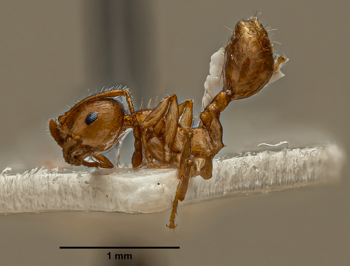 Recurvidris williami