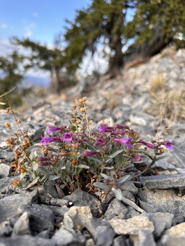 Schell Creek Beardtongue (Penstemon rhizomatosus)