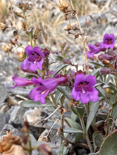 Image of Penstemon rhizomatosus by (c) Matt Berger, some rights reserved (CC BY)