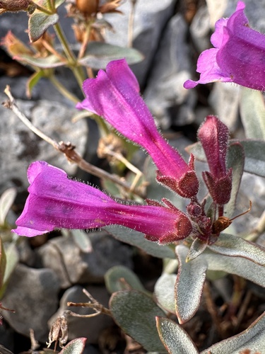 Image of Penstemon rhizomatosus by (c) Matt Berger, some rights reserved (CC BY)