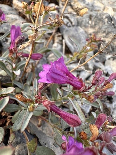 Image of Penstemon rhizomatosus by (c) Matt Berger, some rights reserved (CC BY)