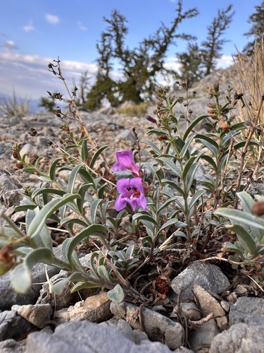 Image of Penstemon rhizomatosus by (c) Matt Berger, some rights reserved (CC BY)