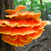Chicken of the Woods - Photo (c) Stephen John Davies, some rights reserved (CC BY-NC), uploaded by Stephen John Davies