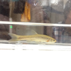 Rhynchocypris steindachneri