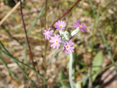 Primula incana