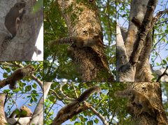 Heliosciurus undulatus