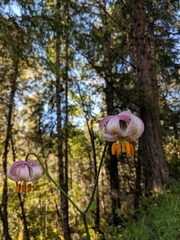 Lilium kelloggii