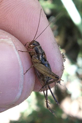 Allard's Ground Cricket photo 3