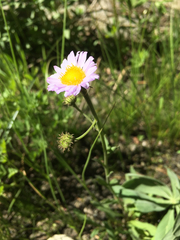 Erigeron algidus