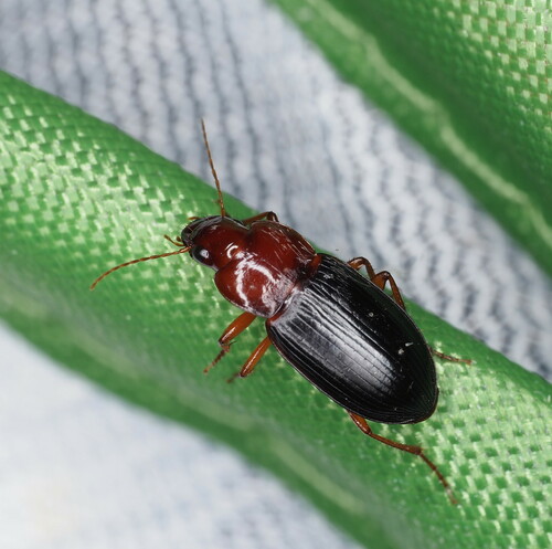 Selenophorus schaefferi
