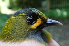 Liocichla steerii