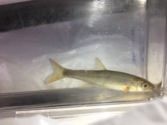 Pseudaspius hakonensis