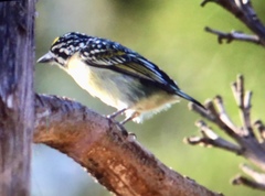 Pogoniulus chrysoconus