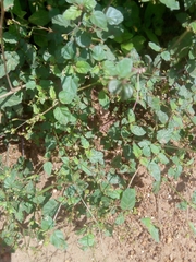 Boerhavia diffusa diffusa