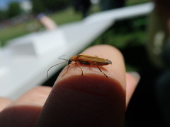 Oedemera podagrariae